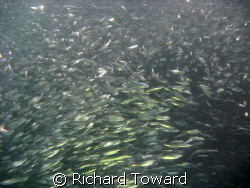 Shoal of Baby Herring under St Abbs Lighthouse by Richard Toward 